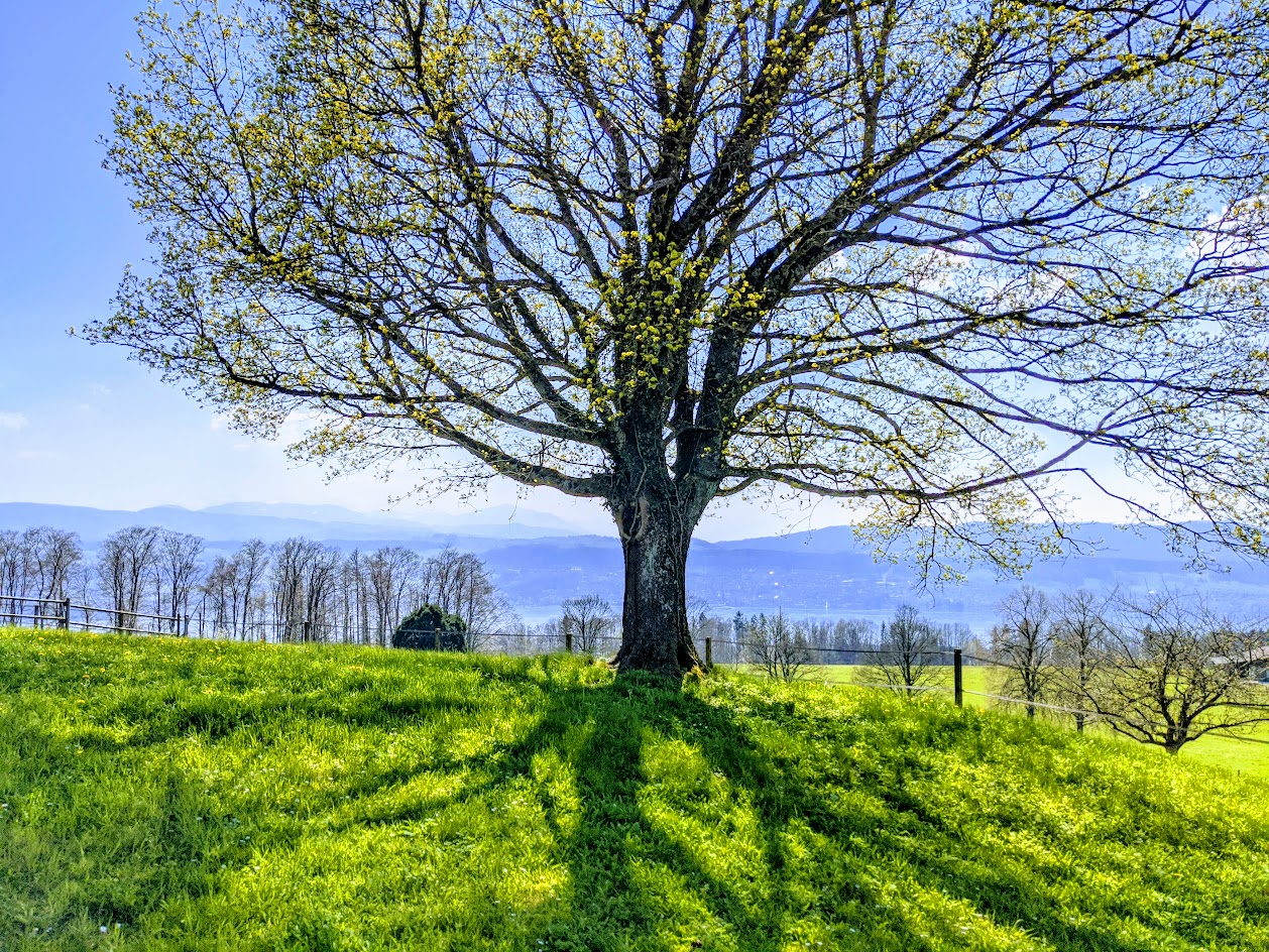 ricc-foto-albero